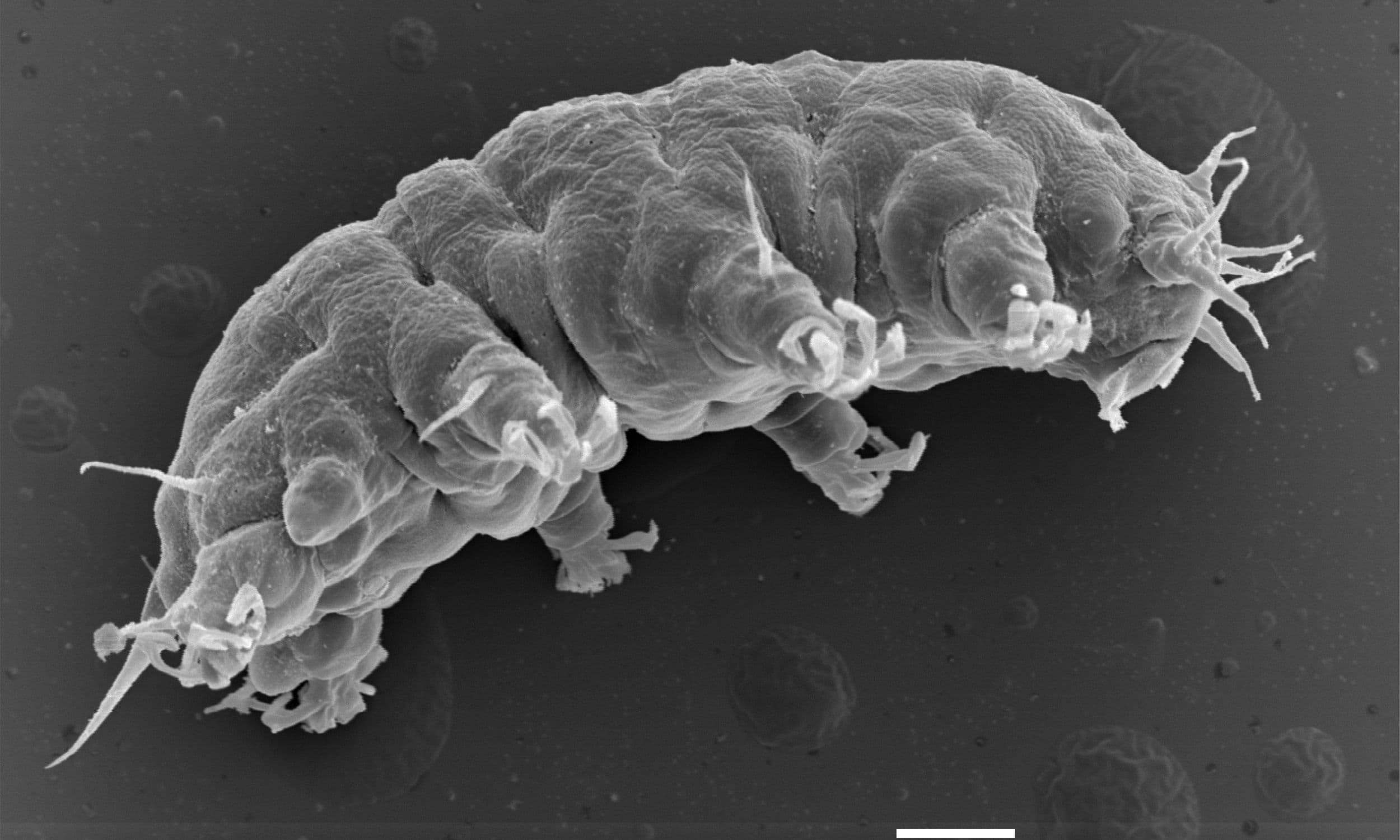 Malaysian Scientists Rediscover Ancient Water Bears After 50 Years