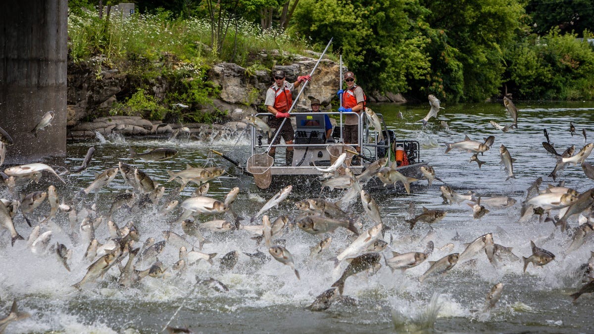 Trump halts Great Lakes carp barrier: A threat to American jobs and sovereignty