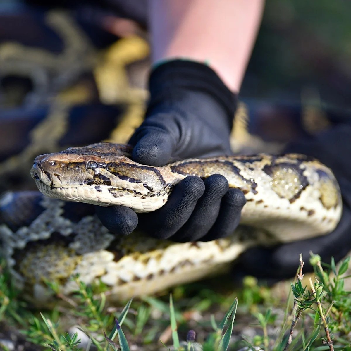 Betting on Python Removal: A Threat to Our Values