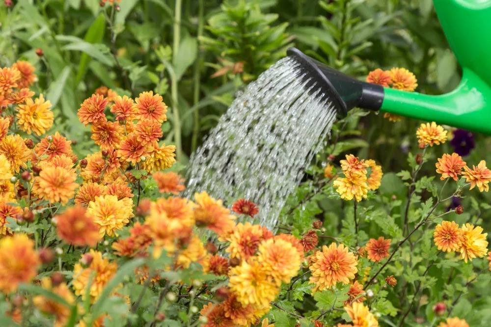 Stop Wasting Water: The Garden Habit Draining Your Budget
