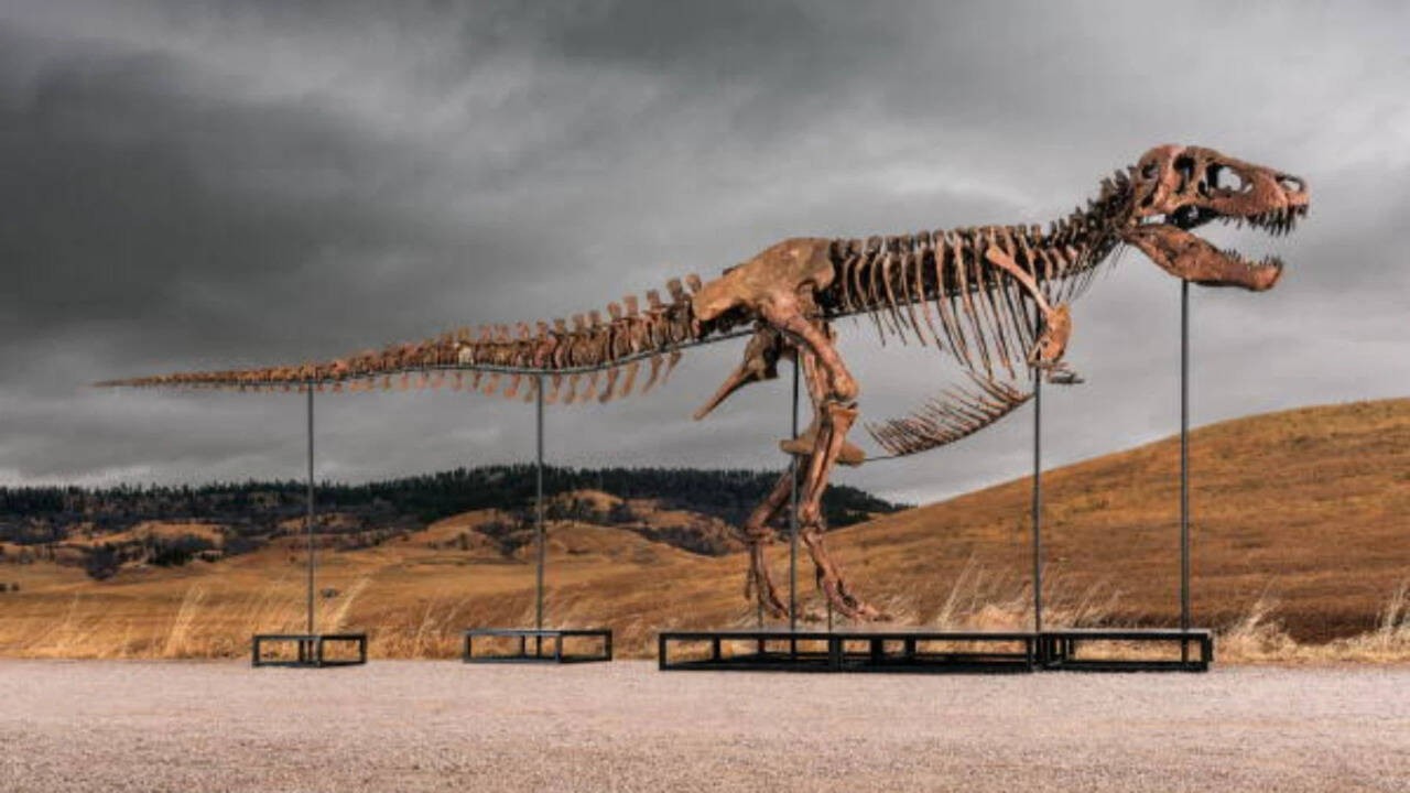 Gus the T. Rex Sells for $50 Million: A Lesson in Value and Stewardship