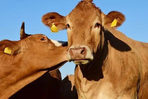 FMD Outbreak Could Cost Botswana Up to 1 Percent of GDP